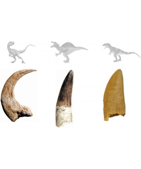 Dino Teeth and Claw Replica Dig and Discover Bundle (Set 1) $29.94 - Educational Science Kits