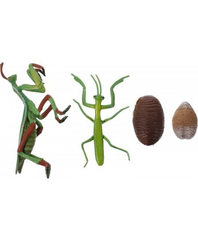 Life Cycle of a Praying Mantis Insect Figurines Growth Cycle Model Safariology Educational Toy for Kids Toddlers $17.16 - Plu...