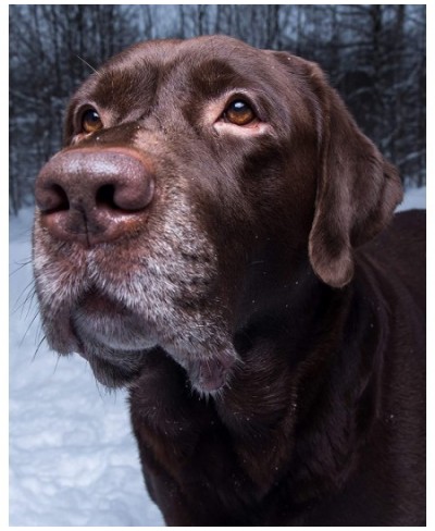 Chocolate Lab Retriever in The Snow 504 Piece Jigsaw Puzzle 16" X 20 $43.92 - Jigsaw Puzzles