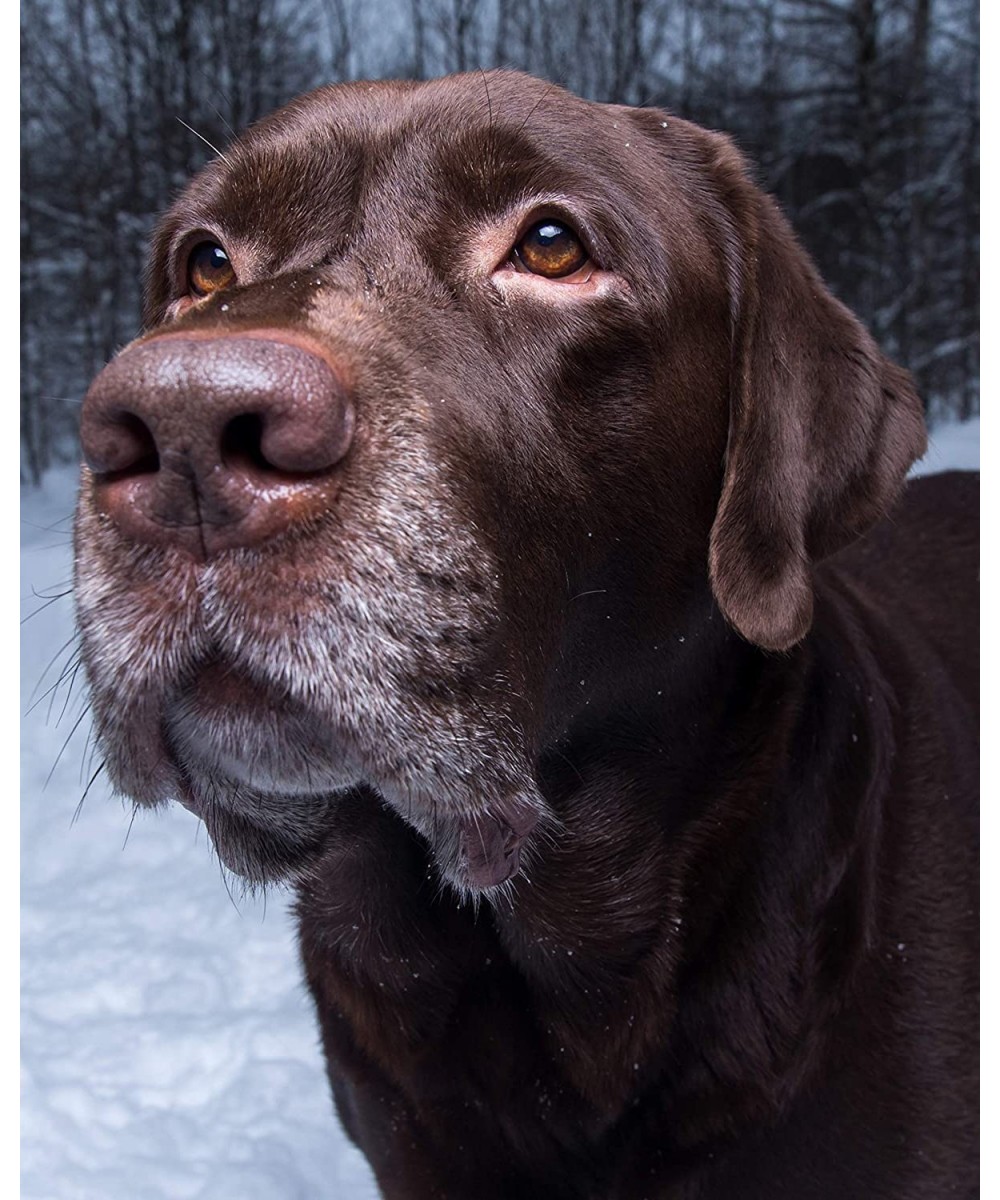 Chocolate Lab Retriever in The Snow 504 Piece Jigsaw Puzzle 16" X 20 $43.92 - Jigsaw Puzzles